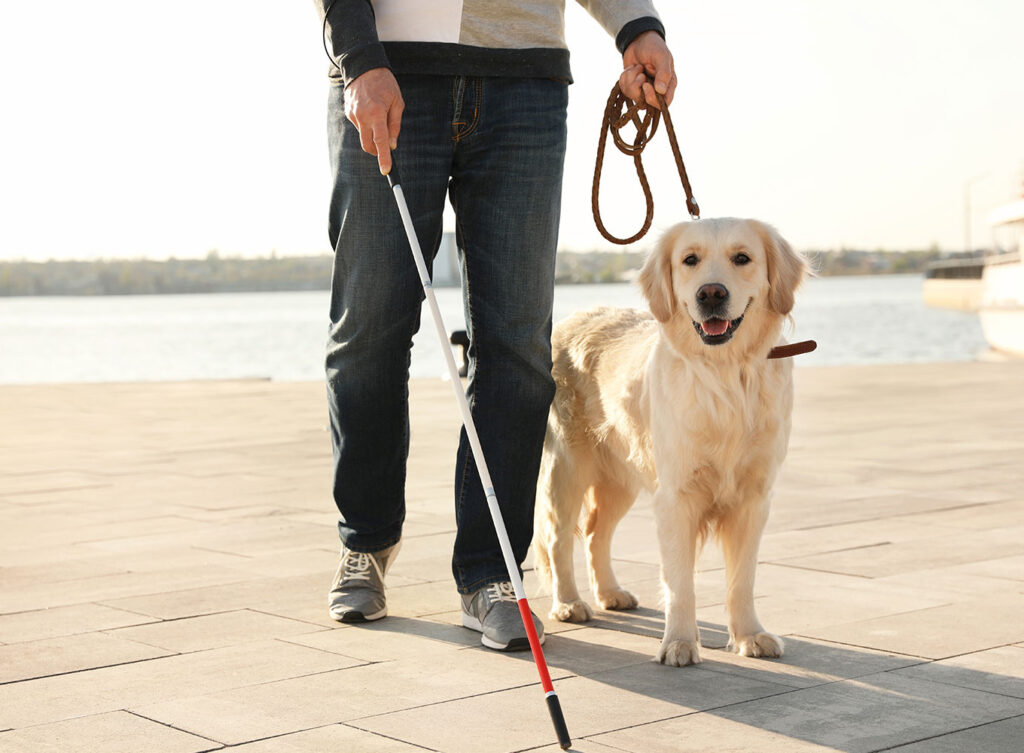 blind person walking his service guide dog springfield illinois